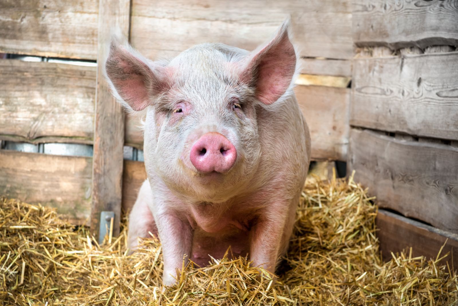 Pig in a pen by AlexRaths via iStock